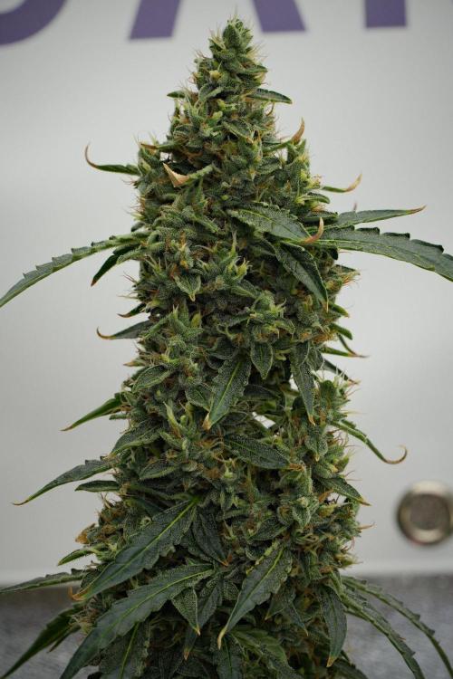 Black Diamond Auto By Zamnesia Pheno A. Week 10 - Black Diamond Auto  Pheno A