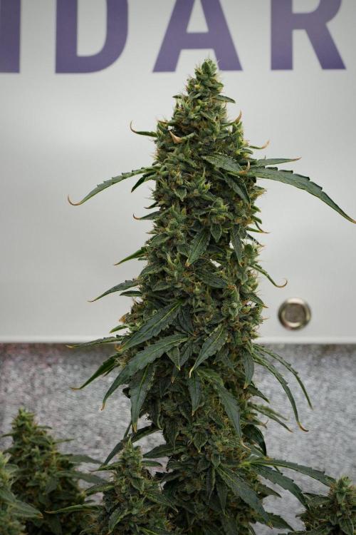 Black Diamond Auto By Zamnesia Pheno A. Week 10 - Black Diamond Auto  Pheno A