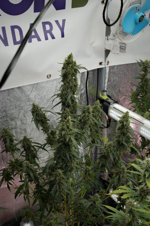 Black Diamond Auto By Zamnesia Pheno A. Week 10 - Black Diamond Auto  Pheno A