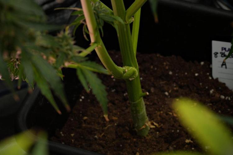 Black Diamond Auto By Zamnesia Pheno A. Week 10 - Black Diamond Auto  Pheno A