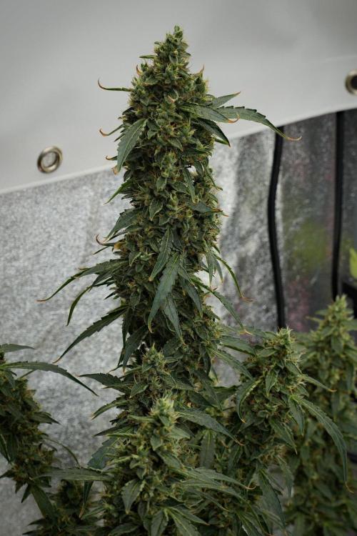 Black Diamond Auto By Zamnesia Pheno A. Week 10 - Black Diamond Auto  Pheno A