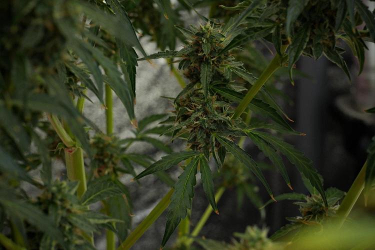 Black Diamond Auto By Zamnesia Pheno A. Week 10 - Black Diamond Auto  Pheno A