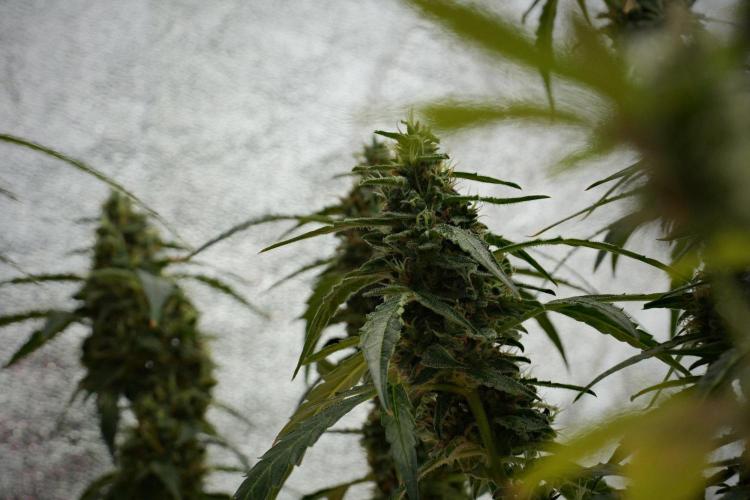 Black Diamond Auto By Zamnesia Pheno A. Week 10 - Black Diamond Auto  Pheno A