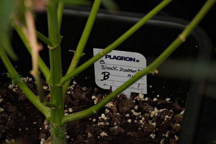 Pheno B Black Diamond Auto By Zamnesia. Week 10 - Pheno B Black Diamond Auto