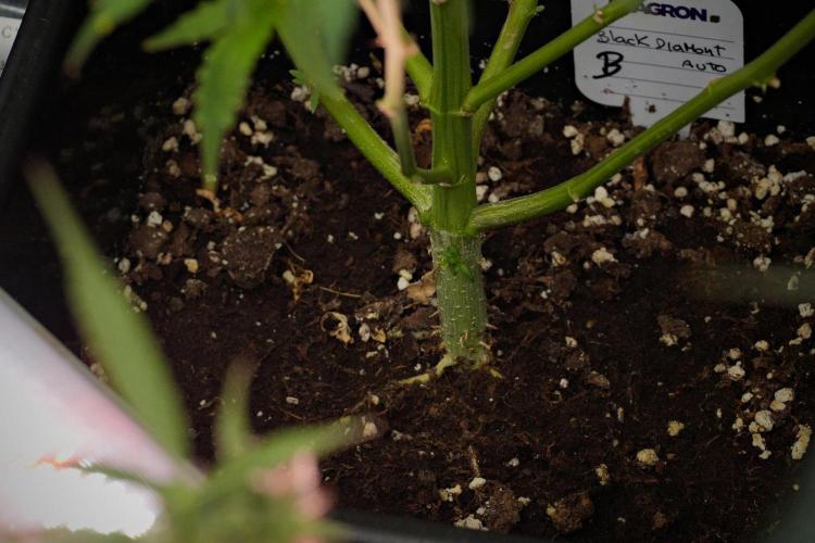 Pheno B Black Diamond Auto By Zamnesia. Week 10 - Pheno B Black Diamond Auto