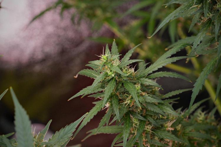 Pheno B Black Diamond Auto By Zamnesia. Week 10 - Pheno B Black Diamond Auto