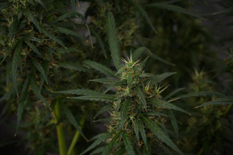 Pheno B Black Diamond Auto By Zamnesia. Week 10 - Pheno B Black Diamond Auto