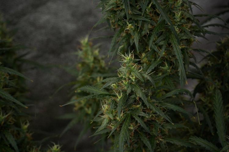 Pheno B Black Diamond Auto By Zamnesia. Week 10 - Pheno B Black Diamond Auto
