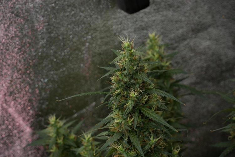 Pheno B Black Diamond Auto By Zamnesia. Week 10 - Pheno B Black Diamond Auto