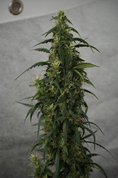 Pheno B Black Diamond Auto By Zamnesia. Week 10 - Pheno B Black Diamond Auto
