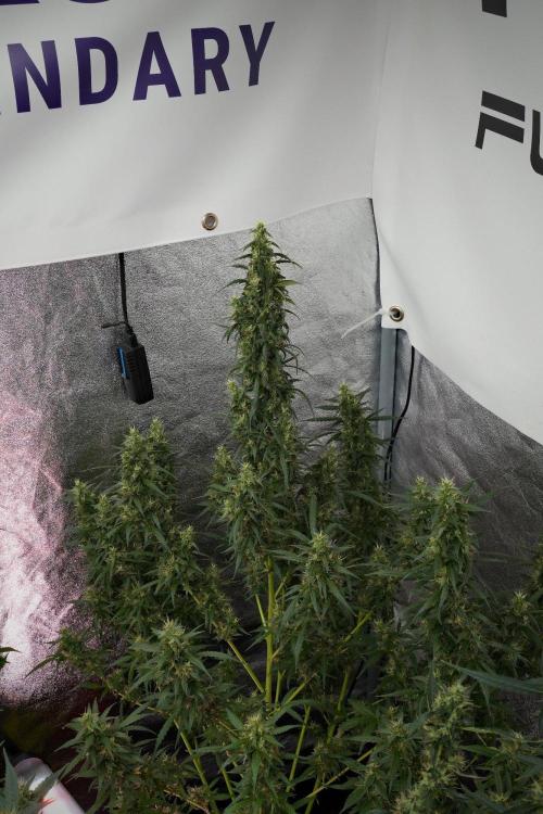Pheno B Black Diamond Auto By Zamnesia. Week 10 - Pheno B Black Diamond Auto