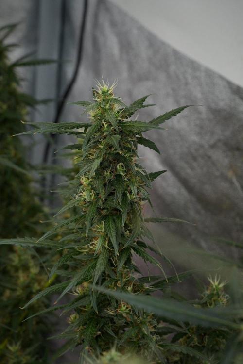 Pheno B Black Diamond Auto By Zamnesia. Week 10 - Pheno B Black Diamond Auto