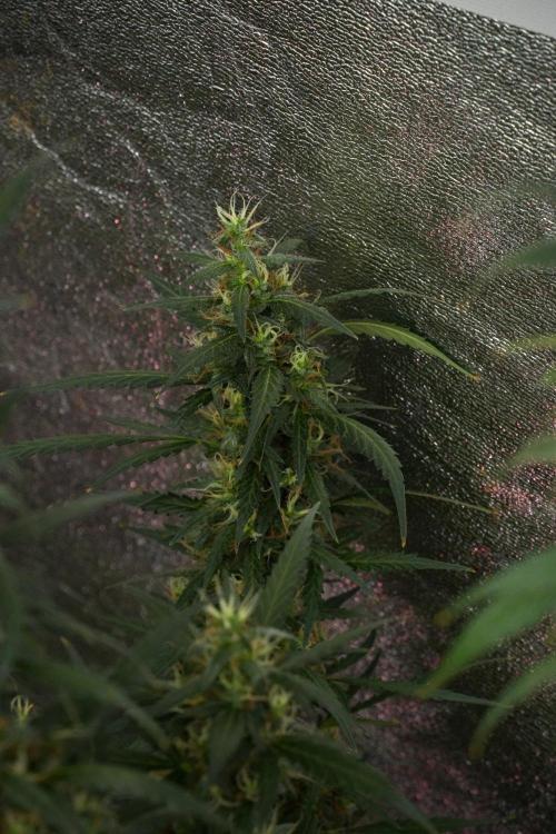 Pheno B Black Diamond Auto By Zamnesia. Week 10 - Pheno B Black Diamond Auto