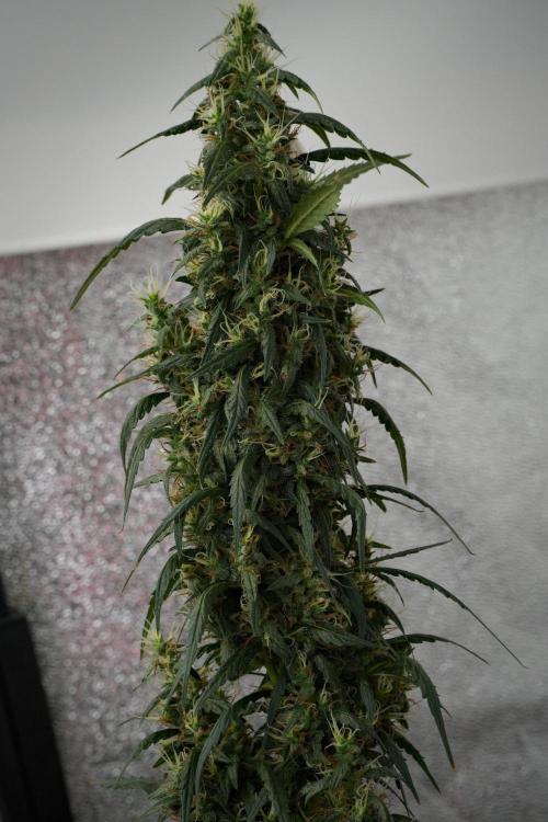 Pheno B Black Diamond Auto By Zamnesia. Week 10 - Pheno B Black Diamond Auto