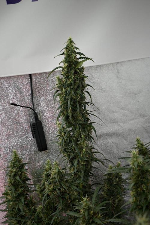 Pheno B Black Diamond Auto By Zamnesia. Week 10 - Pheno B Black Diamond Auto