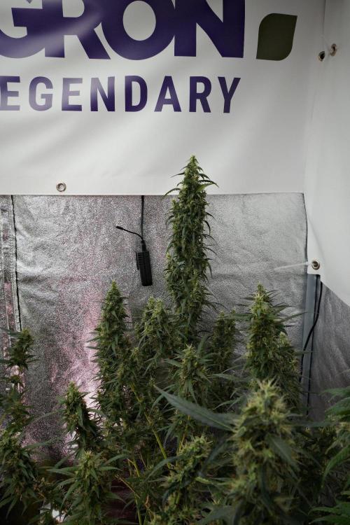 Pheno B Black Diamond Auto By Zamnesia. Week 10 - Pheno B Black Diamond Auto