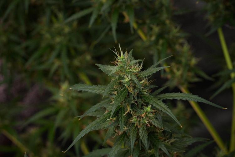 Pheno B Black Diamond Auto By Zamnesia. Week 10 - Pheno B Black Diamond Auto