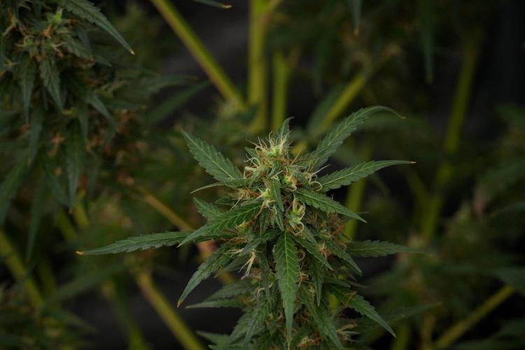 Pheno B Black Diamond Auto By Zamnesia. Week 10 - Pheno B Black Diamond Auto