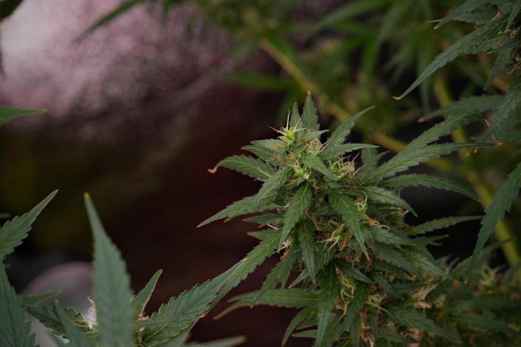 Pheno B Black Diamond Auto By Zamnesia. Week 10 - Pheno B Black Diamond Auto