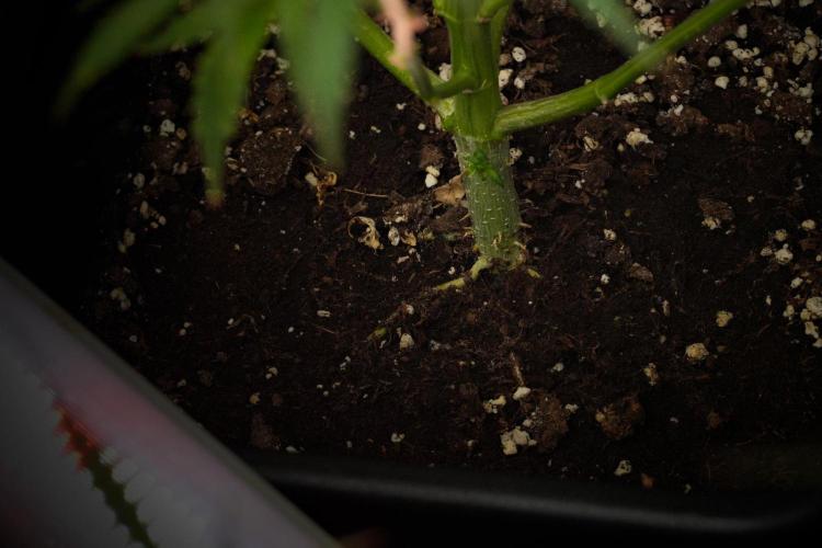 Pheno B Black Diamond Auto By Zamnesia. Week 10 - Pheno B Black Diamond Auto