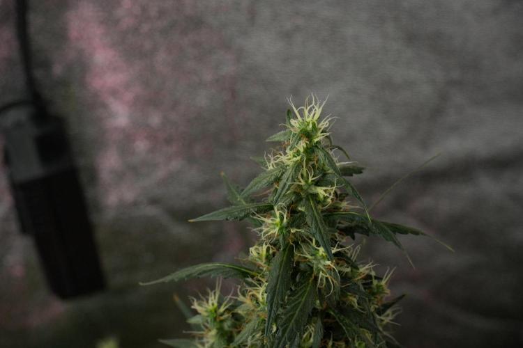 Pheno B Black Diamond Auto By Zamnesia. Week 10 - Pheno B Black Diamond Auto