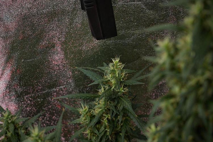 Pheno B Black Diamond Auto By Zamnesia. Week 10 - Pheno B Black Diamond Auto