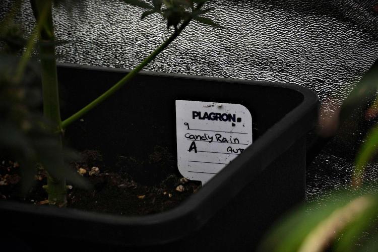 Candy Rain Auto By Zamnesia. Week 10 - Candy Rain Auto 