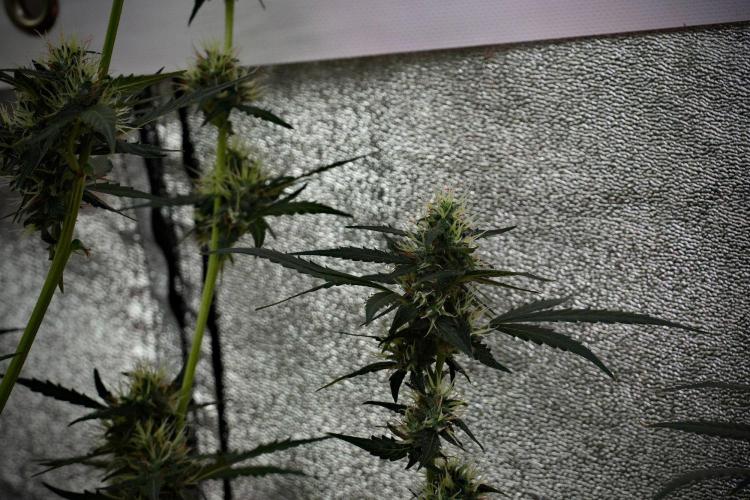 Candy Rain Auto By Zamnesia. Week 10 - Candy Rain Auto 