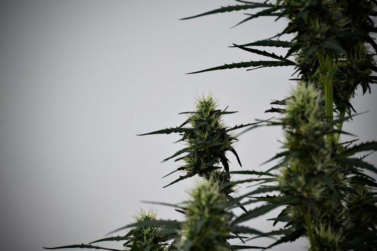 Candy Rain Auto By Zamnesia. Week 10 - Candy Rain Auto 