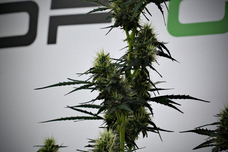 Candy Rain Auto By Zamnesia. Week 10 - Candy Rain Auto 
