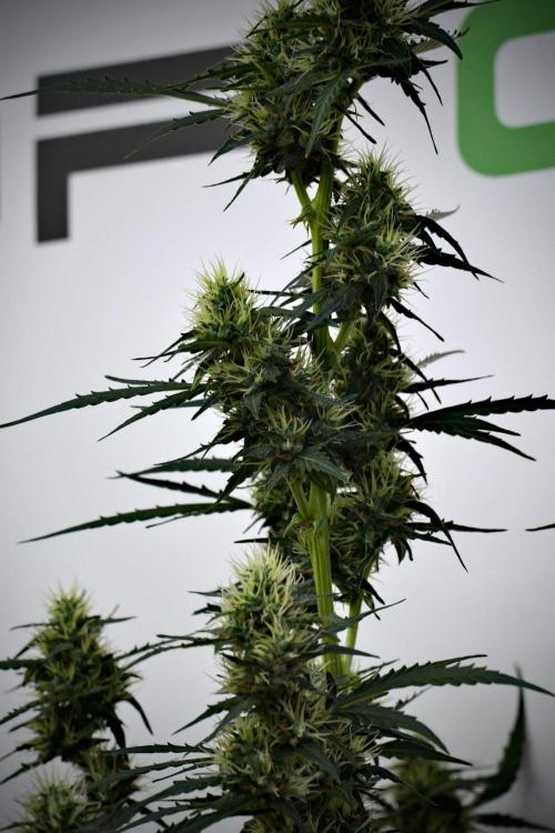 Candy Rain Auto By Zamnesia. Week 10 - Candy Rain Auto 