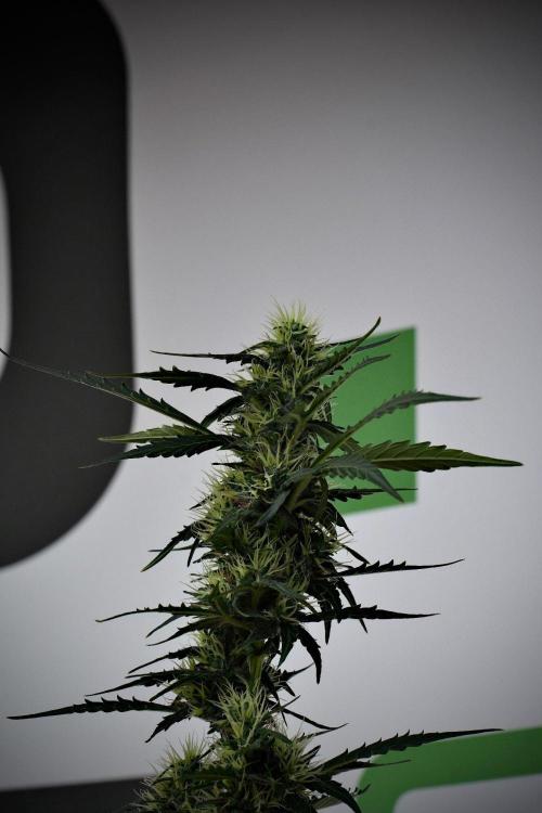 Candy Rain Auto By Zamnesia. Week 10 - Candy Rain Auto 