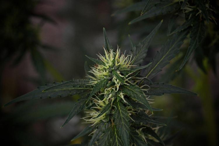 Candy Rain Auto By Zamnesia. Week 10 - Candy Rain Auto 