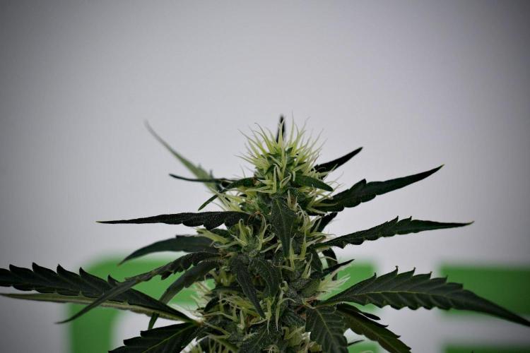 Candy Rain Auto By Zamnesia. Week 10 - Candy Rain Auto 