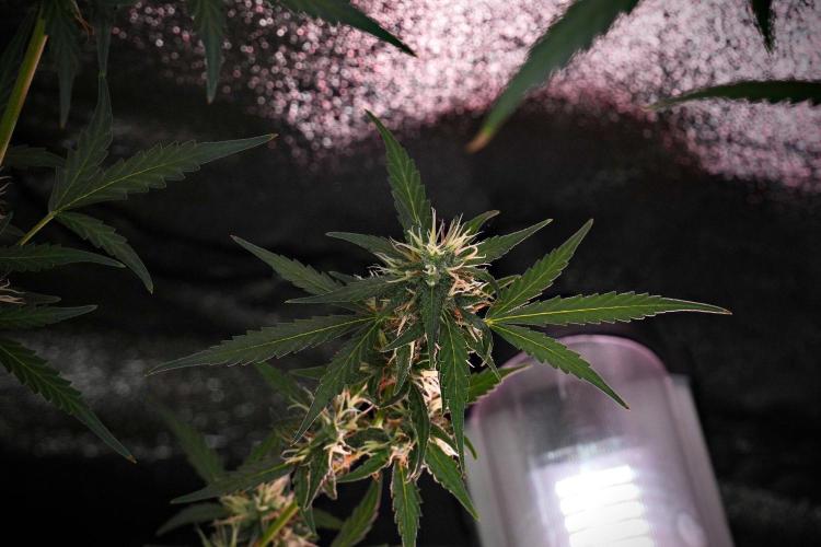 Candy Rain Auto By Zamnesia. Week 10 - Candy Rain Auto 