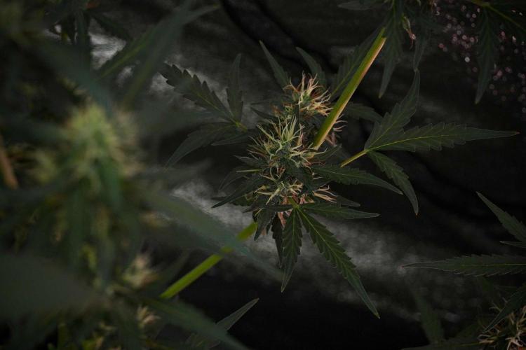 Candy Rain Auto By Zamnesia. Week 10 - Candy Rain Auto 