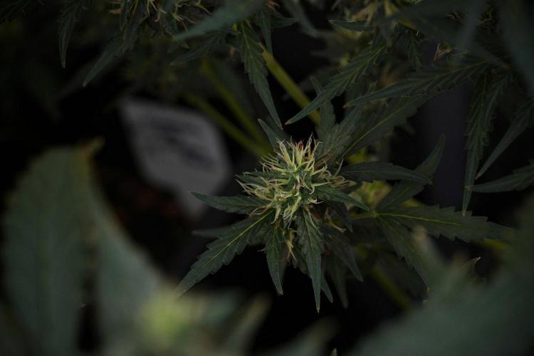 Candy Rain Auto By Zamnesia. Week 10 - Candy Rain Auto 