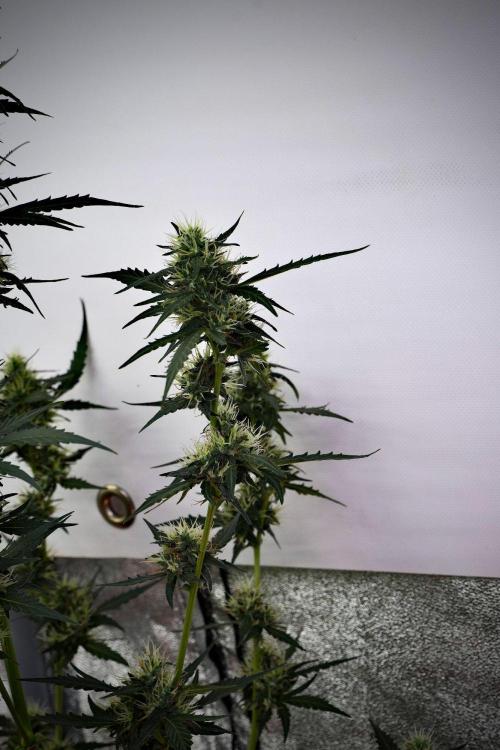 Candy Rain Auto By Zamnesia. Week 10 - Candy Rain Auto 