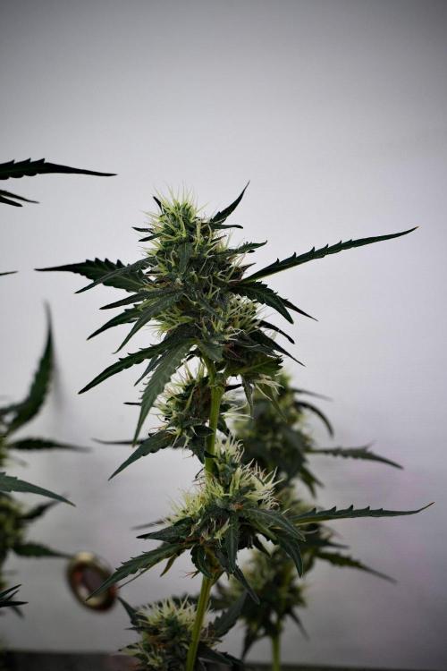 Candy Rain Auto By Zamnesia. Week 10 - Candy Rain Auto 