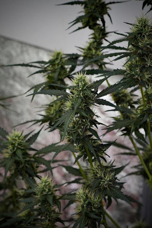 Candy Rain Auto By Zamnesia. Week 10 - Candy Rain Auto 