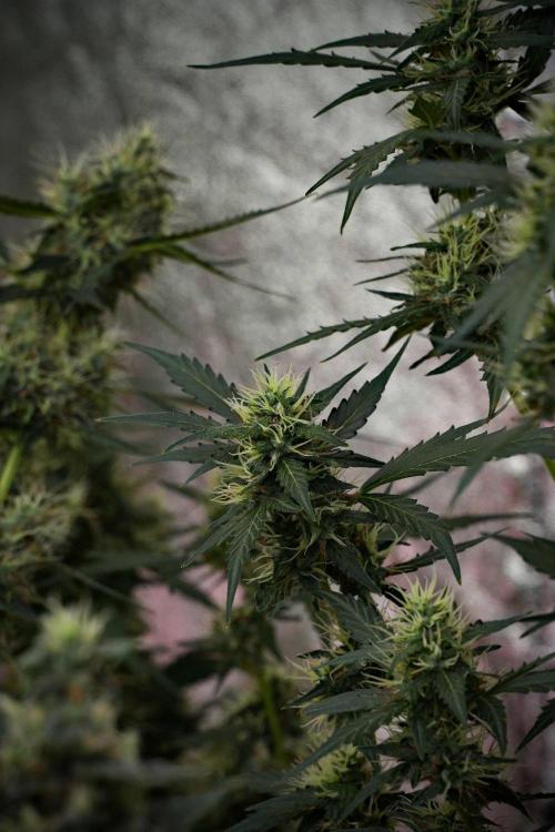 Candy Rain Auto By Zamnesia. Week 10 - Candy Rain Auto 