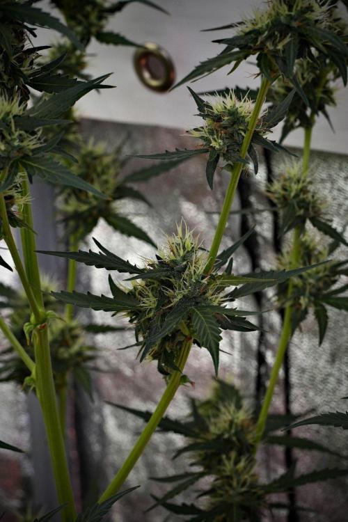 Candy Rain Auto By Zamnesia. Week 10 - Candy Rain Auto 