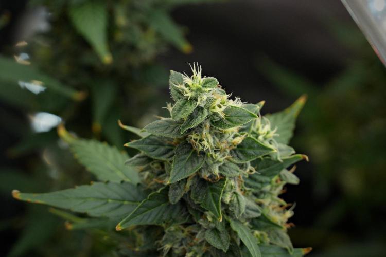 Frosted Guava Auto By Zamnesia Pheno A. Week 10 - Frosted Guava Auto  Pheno A 
