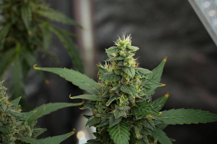 Frosted Guava Auto By Zamnesia Pheno A. Week 10 - Frosted Guava Auto  Pheno A 