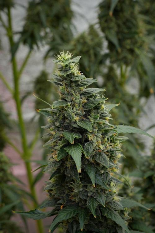 Frosted Guava Auto By Zamnesia Pheno A. Week 10 - Frosted Guava Auto  Pheno A 