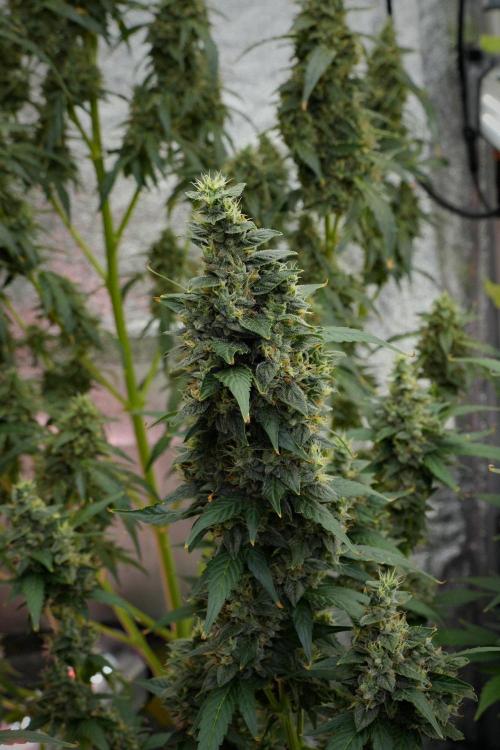 Frosted Guava Auto By Zamnesia Pheno A. Week 10 - Frosted Guava Auto  Pheno A 