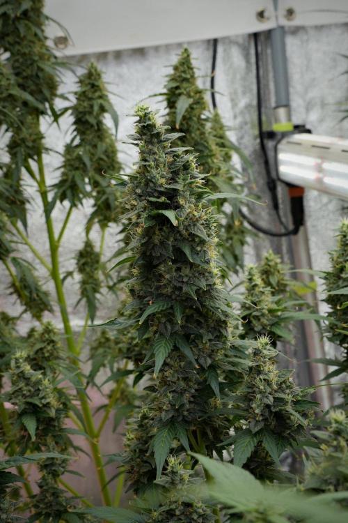 Frosted Guava Auto By Zamnesia Pheno A. Week 10 - Frosted Guava Auto  Pheno A 