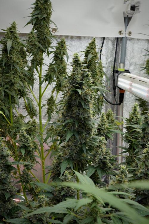 Frosted Guava Auto By Zamnesia Pheno A. Week 10 - Frosted Guava Auto  Pheno A 