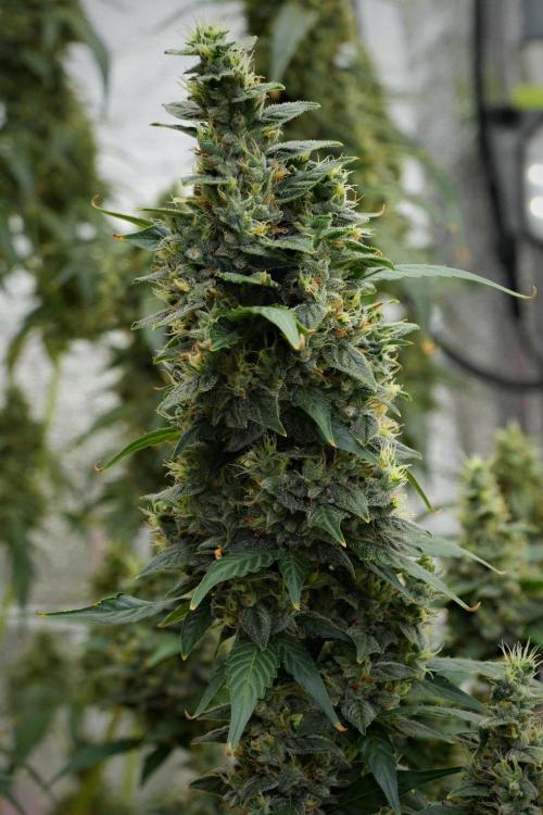 Frosted Guava Auto By Zamnesia Pheno A. Week 10 - Frosted Guava Auto  Pheno A 