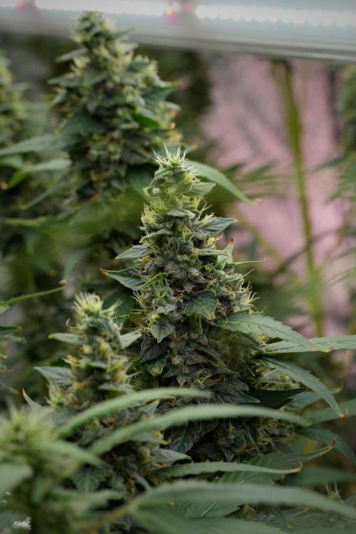 Frosted Guava Auto By Zamnesia Pheno A. Week 10 - Frosted Guava Auto  Pheno A 